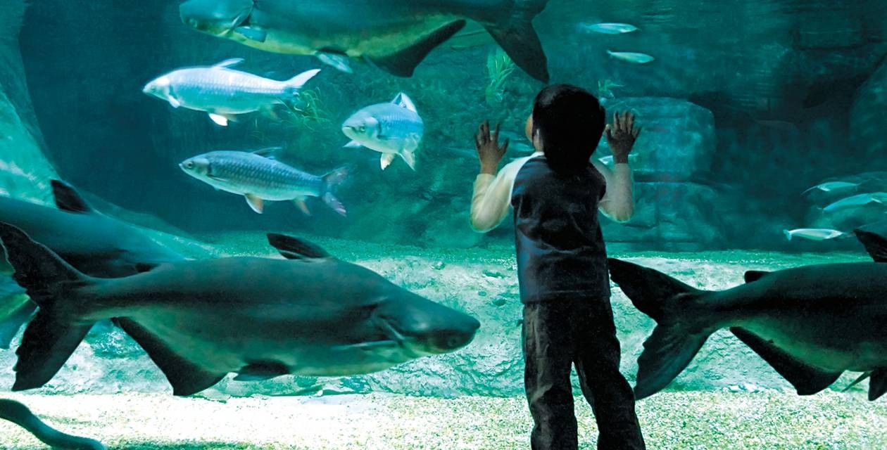 世界淡水魚園水族館 アクア・トト ぎふ